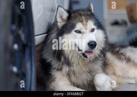 Close-up d'un Husky sibérien, un chien flou et mouillé à l'expression calme Banque D'Images