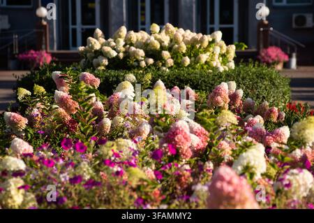Vue détaillée de parterres de fleurs blancs, roses et violets en pleine floraison, parsemés d'hortensias et de pétunias lors d'une chaude journée d'été à Kiev Banque D'Images