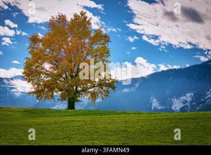 Un arbre décidu solitaire aux feuillages automnaux vibrants se dresse sur une prairie alpine verte, avec en arrière-plan des montagnes enneigées et un ciel bleu. Banque D'Images