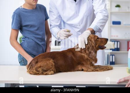 Le vétérinaire examine le chien Golden retriever dans la clinique Banque D'Images