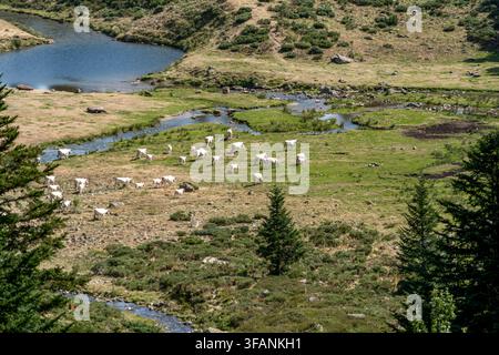 Troupeau de vaches paissant dans une vallée de montagne avec rivière et lac, paysage de pâturage en haute altitude, vue naturelle pittoresque Banque D'Images