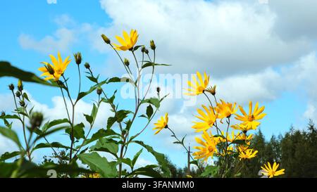 Fleurs jaunes d'artichaut de Jérusalem dans le champ se balançant dans le vent sur un fond de ciel bleu. Gros plan de topinambour en fleur. Culture de poire de terre Banque D'Images