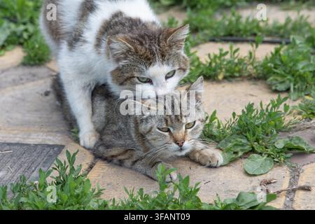 Deux chats domestiques affichant un comportement naturel d'accouplement en plein air sur un chemin de jardin Banque D'Images