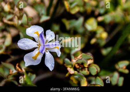 Délicate fleur d'iris blanc et violet avec des accents jaunes et des gouttes d'eau, isolée sur un fond doux et flou de feuillage vert Banque D'Images