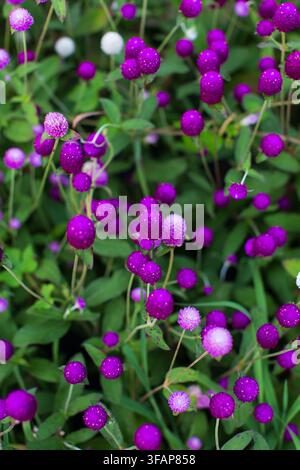 Fleurs d'amarante globe violettes éclatantes en fleurs dans le jardin Banque D'Images