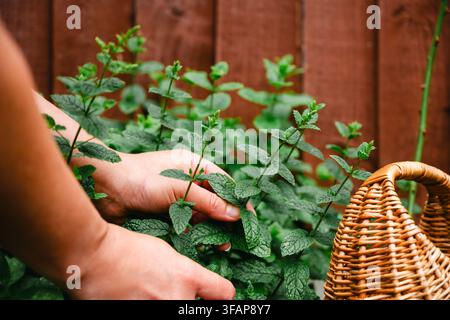 Person cueillant des feuilles de menthe fraîches dans un jardin Banque D'Images