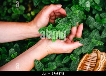 Mains cueillant délicatement de la menthe fraîche dans un jardin Banque D'Images