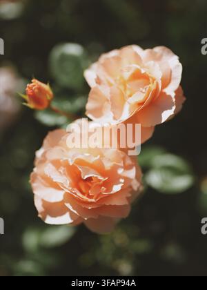 Une photographie macro chaude et ensoleillée mettant en scène deux délicates roses de couleur abricot-pêche en pleine floraison accompagnées d'un jeune bouton de rose orange. Banque D'Images