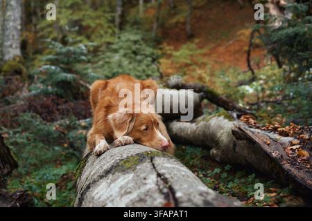 Nova Scotia Duck Tolling Retriever repose sur un arbre tombé lors d'une aventure en forêt. La mousse, le feuillage et le paysage automnal chaud créent une randonnée naturelle Banque D'Images