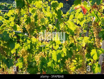 Raisins blancs mûrissant dans le vignoble de Conegliano pour le vin Prosecco Banque D'Images