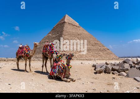 Chameaux avec des selles colorées debout et assis sur le sable du désert avec une immense grande pyramide de Khéphren en arrière-plan Banque D'Images