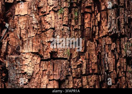 Gros plan d'une écorce d'arbre brun rouge profondément fissurée et striée avec des taches de mousse verte. Banque D'Images