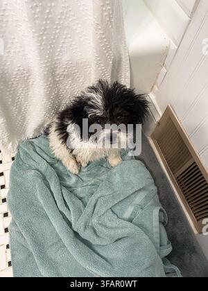 Petit chiot Shih Tzu noir et blanc après son bain sur une serviette au sol de la salle de bain Banque D'Images