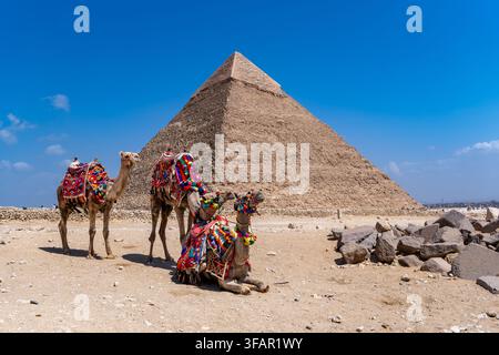 Chameaux avec des selles colorées debout et assis sur le sable du désert avec une immense grande pyramide de Khéphren en arrière-plan Banque D'Images