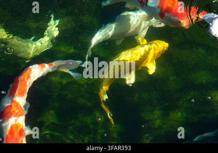 carpe koi colorée dans un étang de jardin, Norfolk, Angleterre Banque D'Images