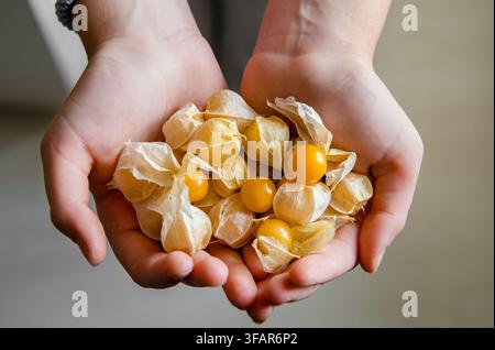 Vue aérienne d'un enfant tenant dans ses mains un tas de Physalis peruviana cultivées à la maison, également connues sous le nom de mini physalis ou mini baies du Cap, à l'intérieur. Banque D'Images