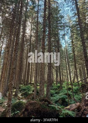Vue en contre-plongée des grands pins dans une forêt dense à feuillage persistant, avec la lumière du soleil filtrant à travers la canopée Banque D'Images