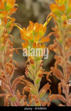 Photographie en gros plan détaillée d'une fleur vibrante orange du pinceau indien côtier avec des bractées délicates et des tiges finement poilues. Banque D'Images