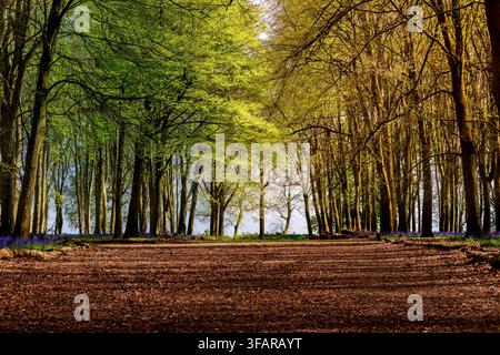 Le printemps rencontre l'automne : sentier boisé de hêtres contrasté Banque D'Images
