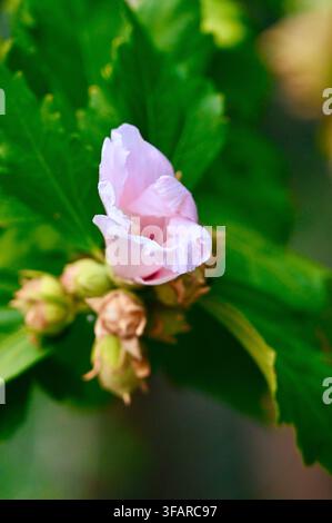 Une photographie d'une fleur d'hibiscus rose pâle avec des bourgeons et des feuilles verts sur une plante, sur un fond flou. Banque D'Images