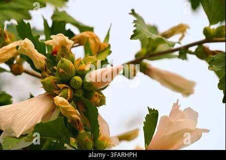 Une photographie en gros plan horizontale capturant un groupe dense de boutons de fleurs d'hibiscus verts, de pétales en train de s'ouvrir et de fleurs fanées poussant le long d'une branche de plante sur un fond de ciel doux. Banque D'Images