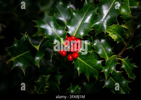 Une photographie naturelle frappante en gros plan mettant en scène un groupe éclatant de baies de houx rouge vif nichées parmi des feuilles de houx vert foncé et brillant Banque D'Images
