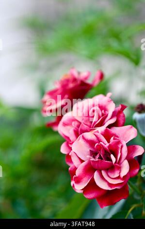 Une photographie capturant un magnifique bouquet de roses roses aux pétales superposés sur un buisson vert, sur fond naturel doucement flou. Banque D'Images