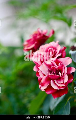 Une photographie capturant un magnifique bouquet de roses roses aux pétales superposés sur un buisson vert, sur fond naturel doucement flou. Banque D'Images