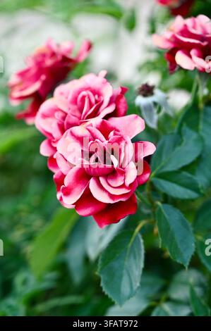 Une photographie capturant un magnifique bouquet de roses roses aux pétales superposés sur un buisson vert, sur fond naturel doucement flou. Banque D'Images