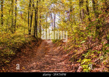Un chemin de terre recouvert de feuilles tombées mène en montant à travers une forêt d'automne lumineuse entourée d'arbres jaunes vibrants. Banque D'Images