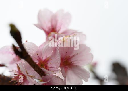 Des fleurs roses délicates s'épanouissent avec douceur sur une branche. Des gouttes de rosée s'accrochent aux pétales, captant la lumière du matin. Les étamines duveteuses dépassent du centre de chaque fleur. Dos Banque D'Images