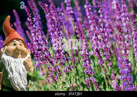 Sauge des bois à fleurs violettes, Salvia nemorosa, dans le jardin Banque D'Images