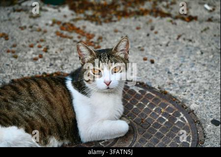 Un plan moyen horizontal d'un mignon chat tigré et blanc reposant confortablement sur une plaque d'égout métallique rouillée en plein air, regardant directement la caméra avec des yeux brillants et expressifs. Banque D'Images