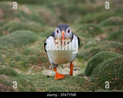 Mouette atlantique portant de l'herbe à nid sur une falaise moussue de Fair Isle UK, un charmant portrait de faune printanier Banque D'Images
