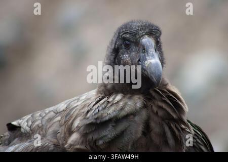 Jeune condor des Andes (Vultur gryphus) aperçu dans le parc provincial d'Aconcagua à Mendoza, en Argentine. Banque D'Images