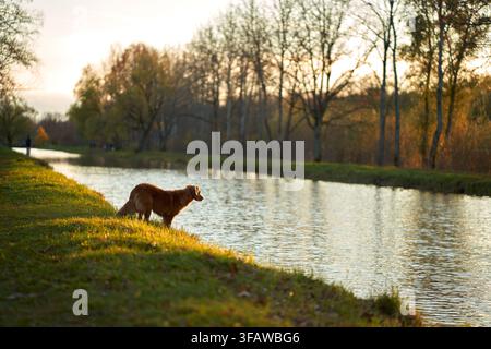 Le Nova Scotia Duck Tolling Retriever marche le long d'une rive herbeuse à côté d'une eau calme. La lumière dorée du soir et les arbres d'automne créent un voyage en plein air paisible Banque D'Images