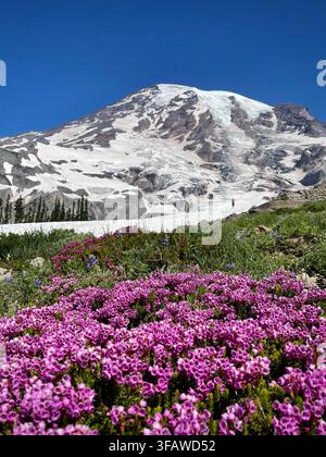 Fleurs sauvages roses avec le mont Rainier en arrière-plan (Parc national du mont Rainier, Washington, États-Unis) Banque D'Images