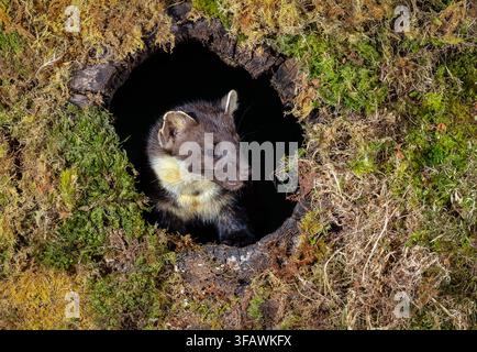 Un martre des pins européen sauvage, nom scientifique : Martes martes, cherchant sa nourriture dans un tronc d’arbre creux battu par les intempéries et recouvert de mousse. Capturé contre un da Banque D'Images