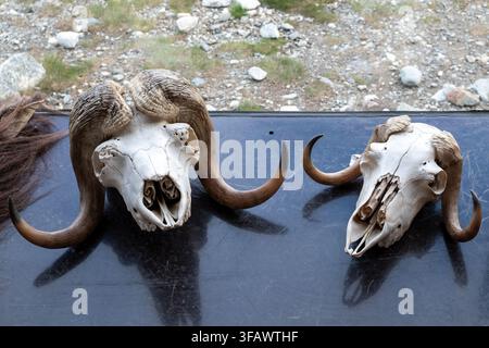 Deux crânes d'antilopes musquées usés avec des cornes courbées impressionnantes, exposés sur une surface sombre, parfaits pour une utilisation éditoriale sur la nature et la faune. Banque D'Images