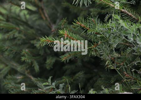 Close-up de branches d'épicéa toujours vertes fraîches poussant à travers un feuillage forestier dense, créant une texture verte naturelle idéale pour l'environnement, saisonnier, Banque D'Images