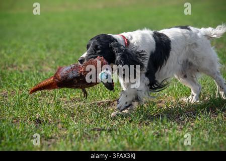 Spaniel blanc à poils noirs portant un faisan trophée dans sa gueule à son propriétaire. Chiens de chasse. Banque D'Images