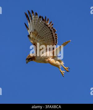Un busard à queue rouge prenant son envol contre un ciel bleu profond au Colorado. Vue rapprochée. Banque D'Images
