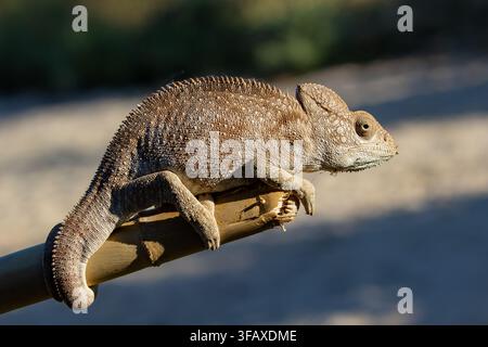 Caméléon brun texturé accroché à un bâton de bambou sous une lumière latérale chaude avec un fond flou doux, Madagascar. Banque D'Images
