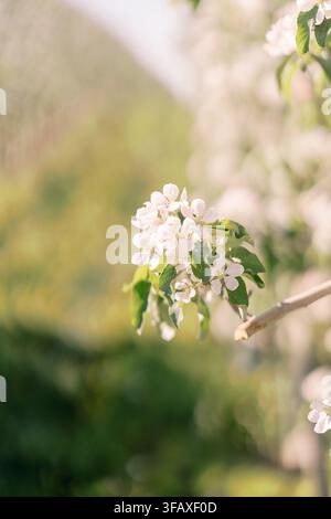 Grossissement de fleurs de pommier dans un verger printanier de Toronto Banque D'Images