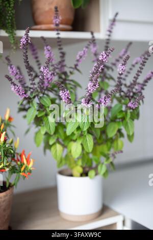 Basilic thaïlandais aromatique fleuri de culture locale et piment chili en pot avec des poivrons sur l'étagère de la cuisine. Banque D'Images
