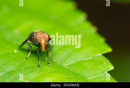 Mouche macro avec des yeux composés à motifs frappants Banque D'Images