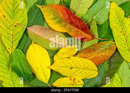 Feuilles d'arbres de différentes couleurs. Texture de feuilles d'automne. Texture de fond à partir de feuilles d'arbres fruitiers. Banque D'Images
