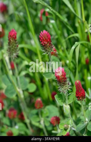 fleurs rouges du début de l'été de la plante engrais vert, trèfle cramoisi, Trifolium incarnatum poussant dans un jardin du Royaume-Uni en mai Banque D'Images