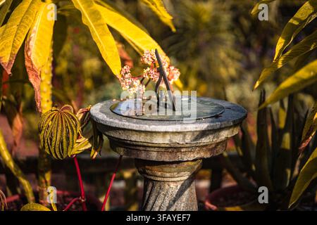 Sundial en pierre sur un piédestal entouré de plantes exotiques dans les jardins de Wakehurst, West Sussex, Angleterre. Banque D'Images