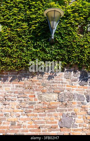 Un luminaire est monté sur un mur de briques partiellement recouvert de lierre. La moitié inférieure de l'image est un mur de briques patiné avec des ombres projetées par abo Banque D'Images